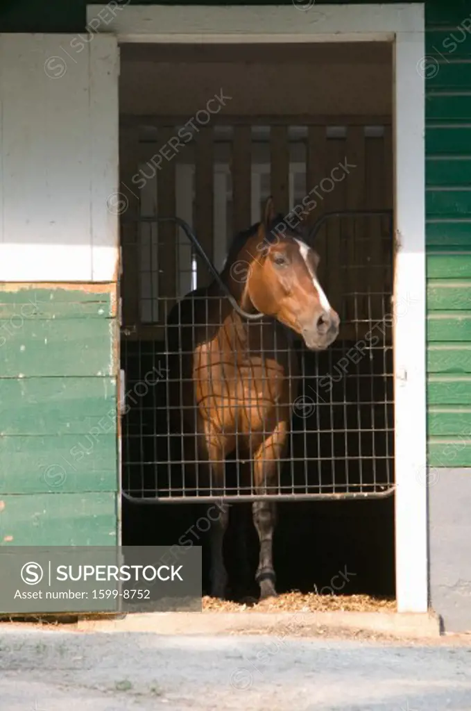 Horse in stable with door open, near Montpelier, James Madison's home in Orange, Virginia