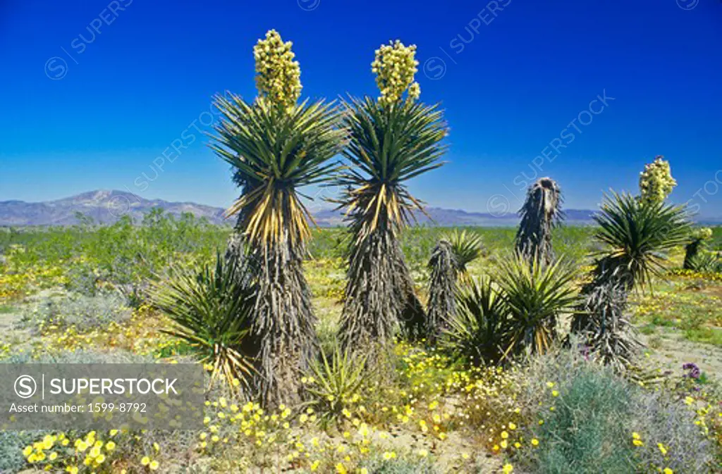 Joshua Tree Desert in bloom, Springtime, CA