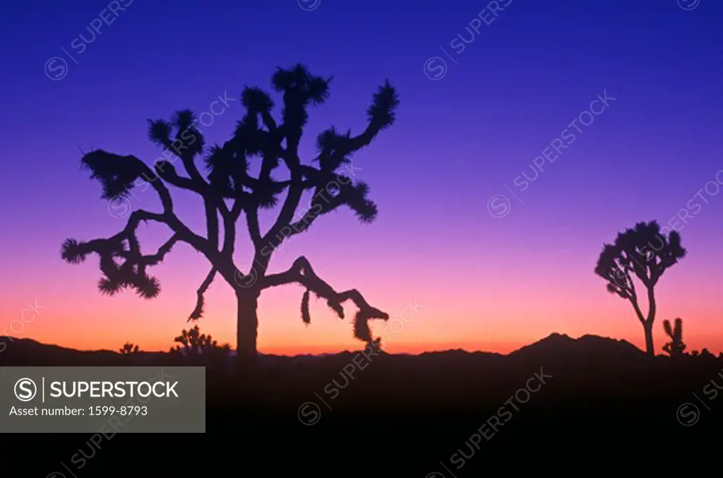 Joshua Tree silhouette, desert in bloom, CA