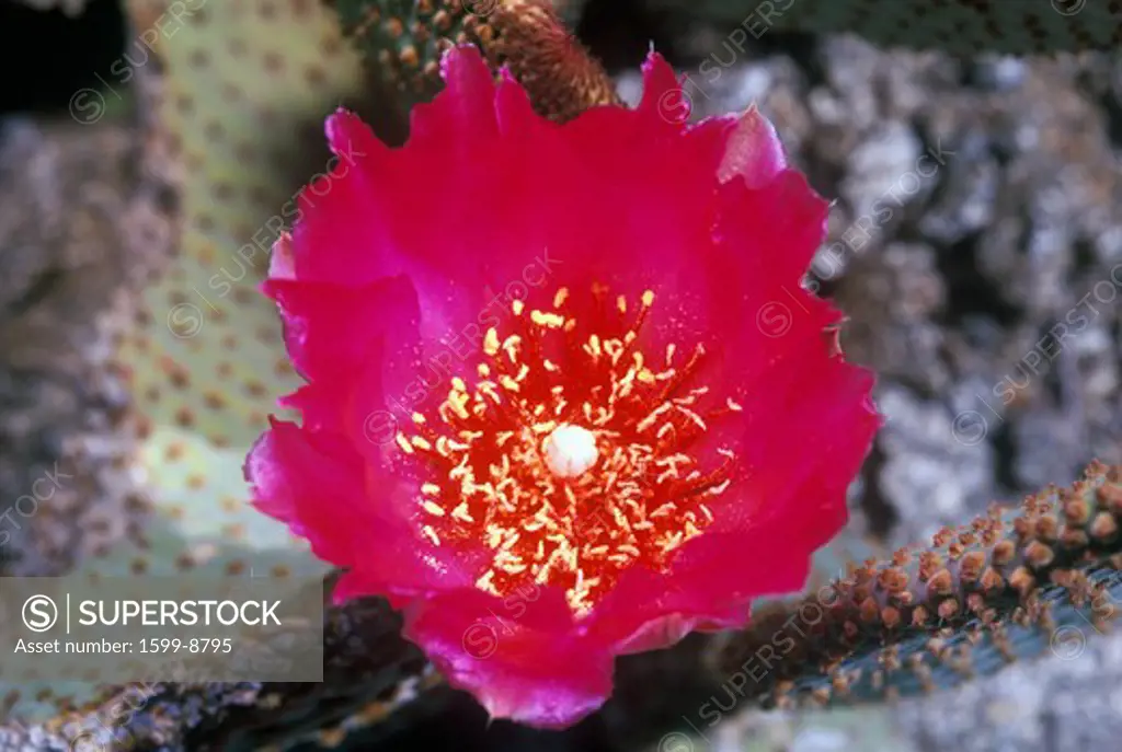 Beavertail Cactus in bloom, Anza Borrego Desert, CA