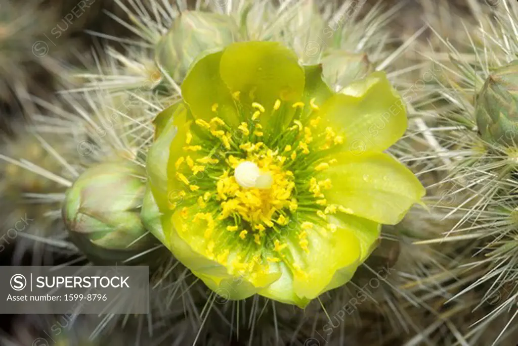 Buckhorn Cholla Cactus, Anza Borrego Desert, CA