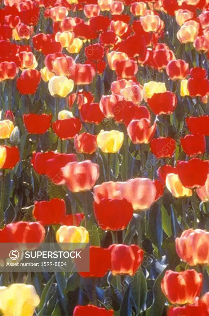 Digitized image of tulips in bloom, Spring, Washington, DC