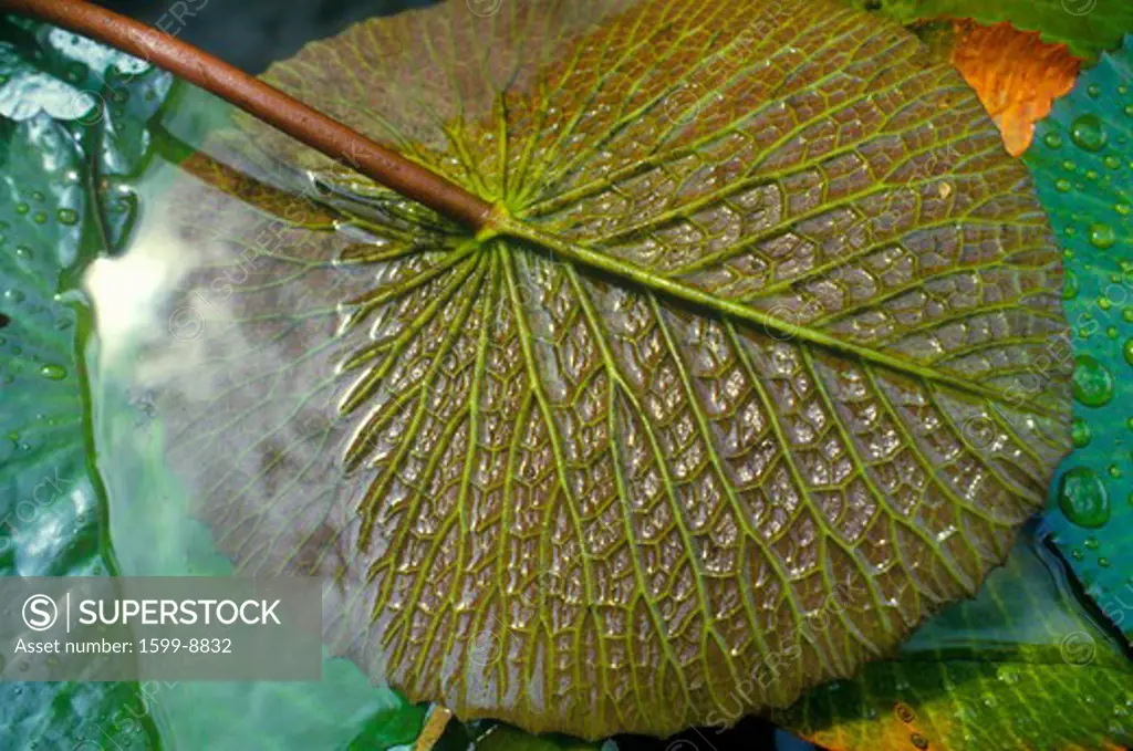 Detail of bottom of lily pad, Miami, FL