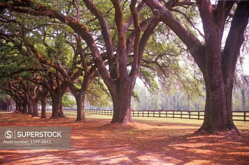 Tree lined road at Boone Hall Plantation, Charleston, SC
