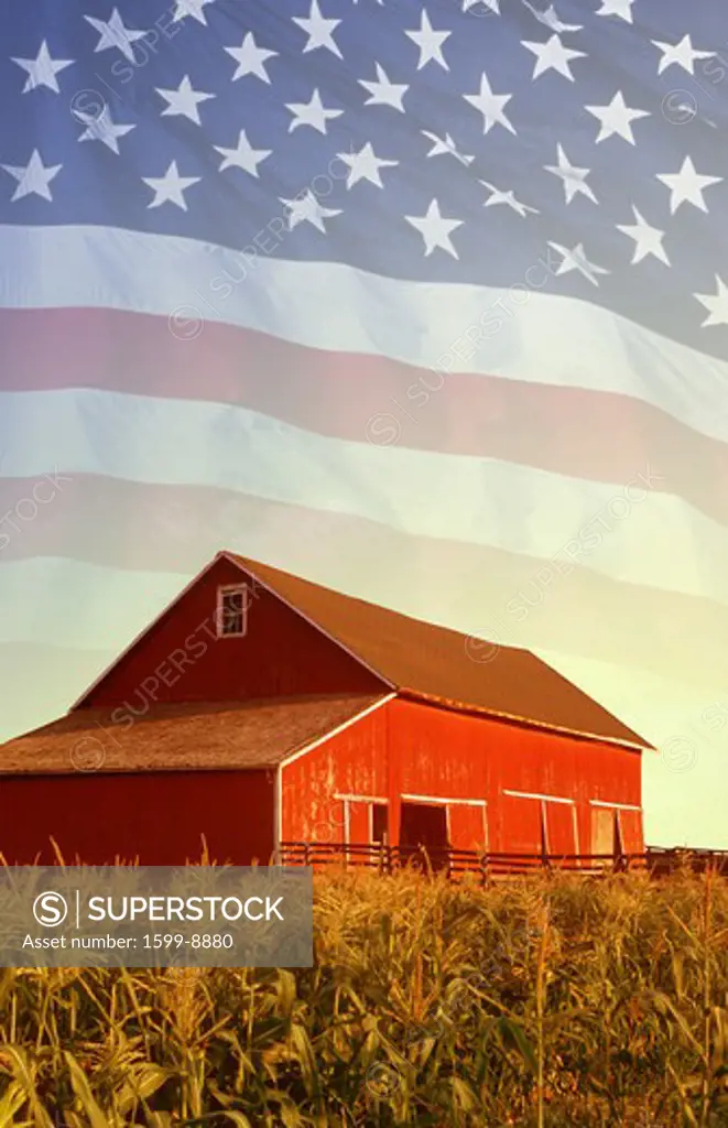 American flag and red barn in a corn field