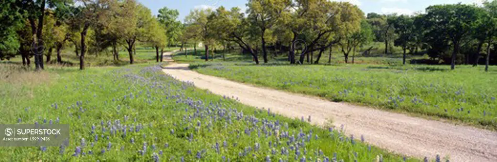 Wild Blue Bonnets, Spring in Rural Texas