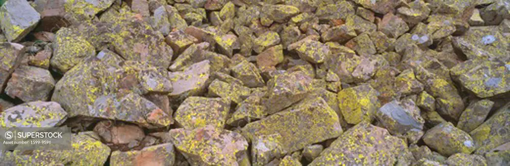 Lichens on rocks at Yankee Boy Basin, Colorado