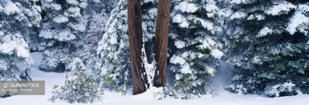 Snowy forest in the Sierra Nevada, California