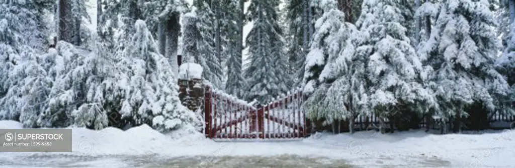 Winter gate after snowstorm, California