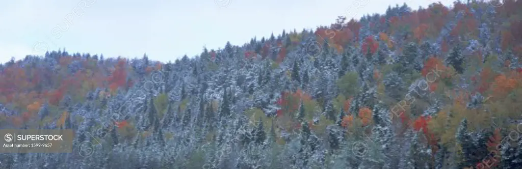 Snow and Autumn trees, Adirondack Mountains, New York State