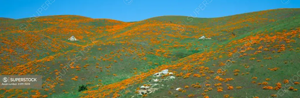 California Poppies, Spring Wildflowers, Antelope Valley, California