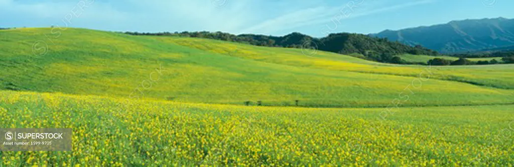 Spring Field, Mustard Seed, near Lake Casitas, California
