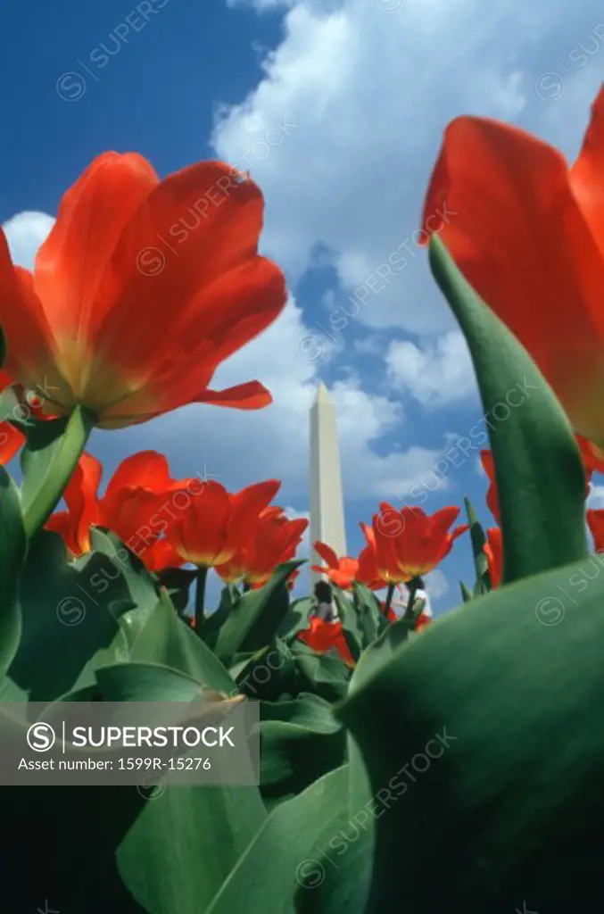 Washington Monument with red tulips in spring, Washington D.C.