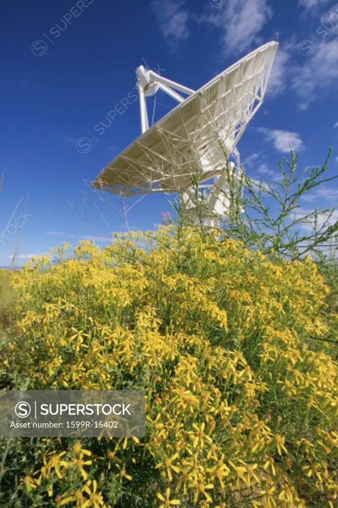 Solitary satellite dish with yellow wildflowers in foreground, Socorro, New Mexico