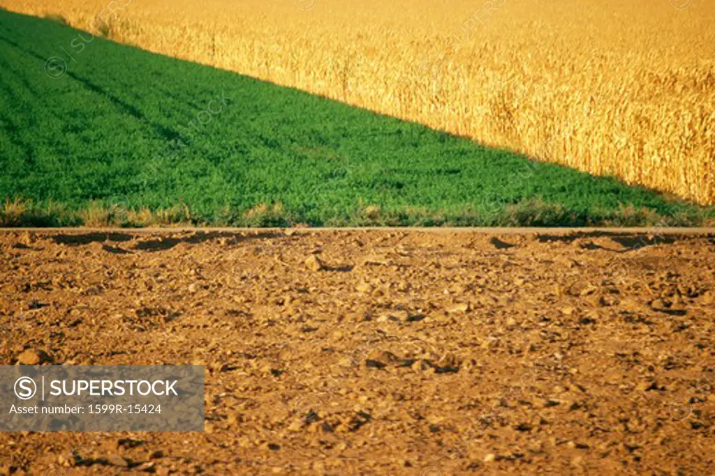 Newly plowed field with green field and dried corn field