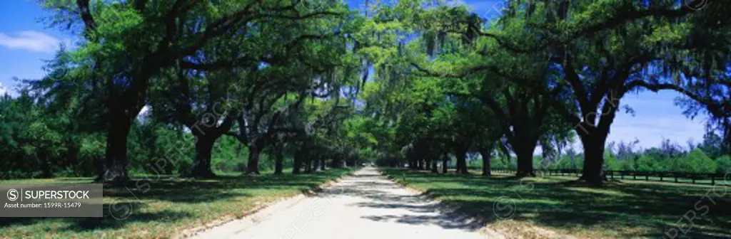 This is a tree lined road outside of San Antonio. It shows a beautiful spring day with the road separating through the center of the green trees.