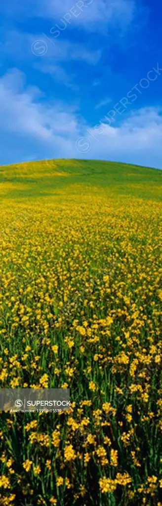 This is a spring field of mustard seed near Lake Casitas. The field is green and yellow with its flowers.