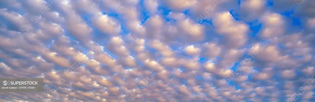 This is a sky image of almost wall to wall clouds. The clouds are in the shape of cotton balls against a blue sky.