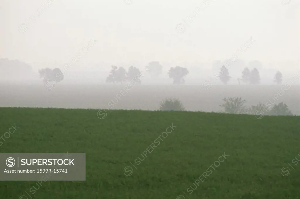 Hazy green pastures