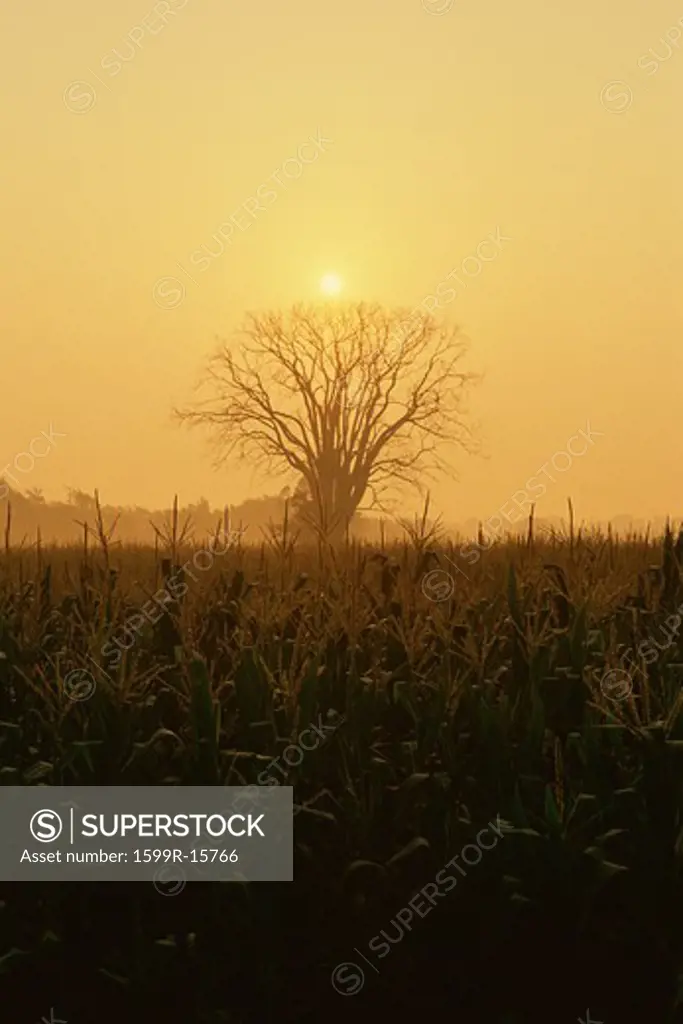 Tree silhouetted by sunlight