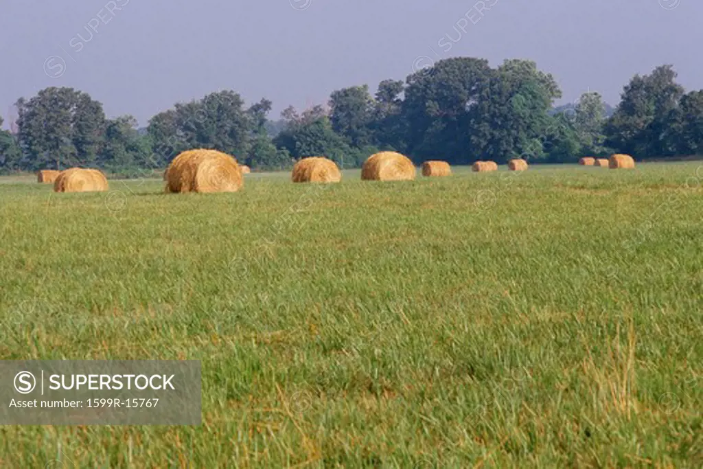 Field with rolled hay bales in distance