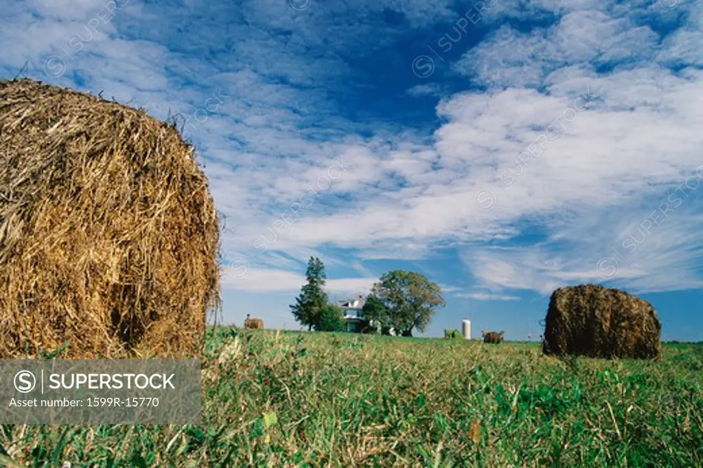 Rolled hay bale with farmhouse beyond