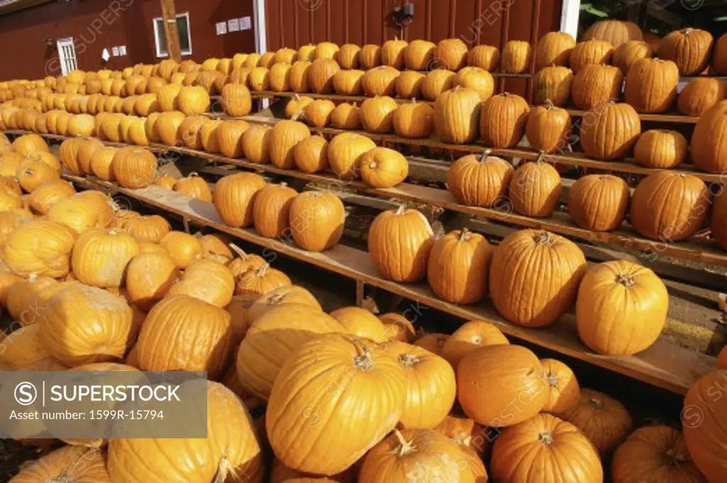 Pumpkins sitting in rows