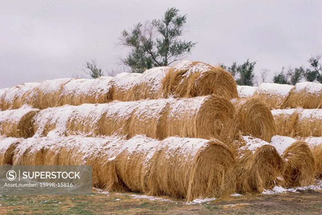 Stacks of rolled hay bales