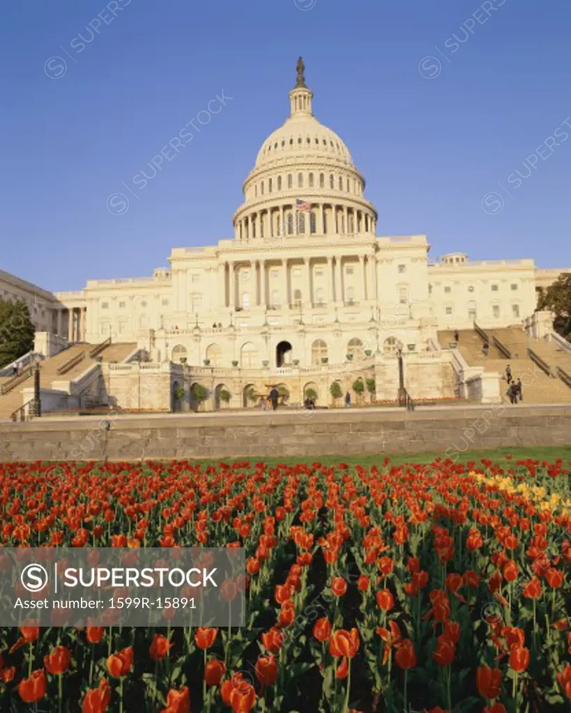 Capitol building with bed of tulips