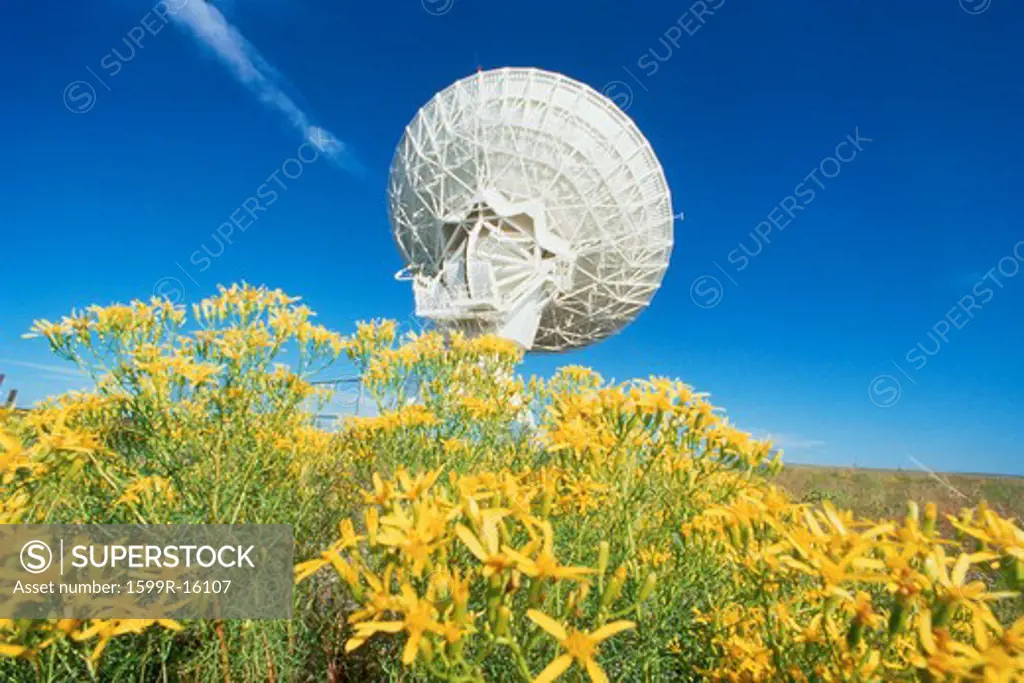 Array/satellite dish in field of flowers