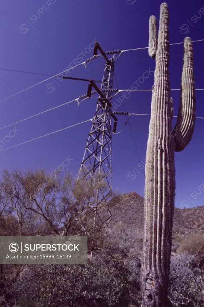 Power line with cactus