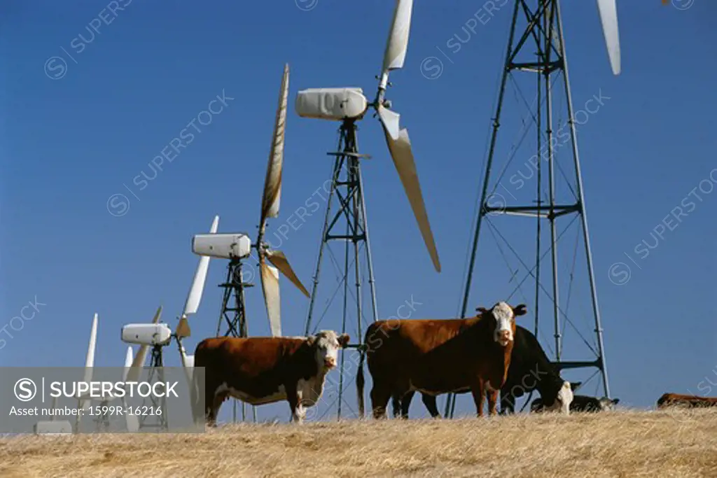 Cattle standing with wind turbines