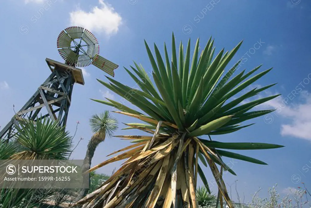 Shrub with windmill in background, Langtry, Texas