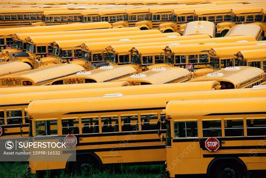 Yard of school buses