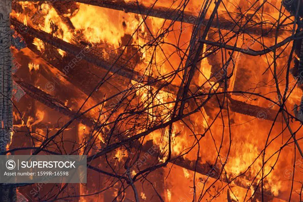 Branches silhouetted against raging fire