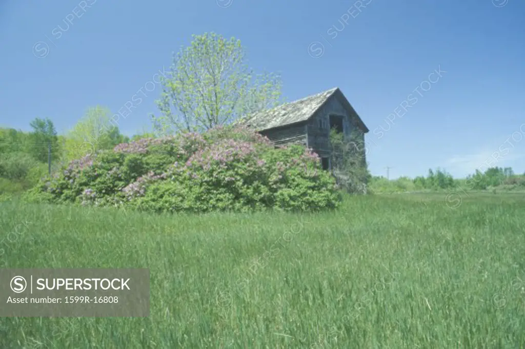 Long, green grass with flowers next to a barn during springtime in MI