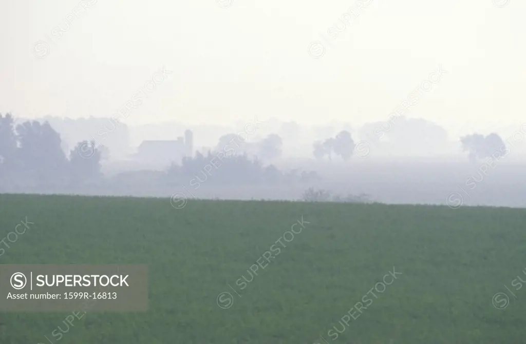 Soybean Field and Morning Fog, IN