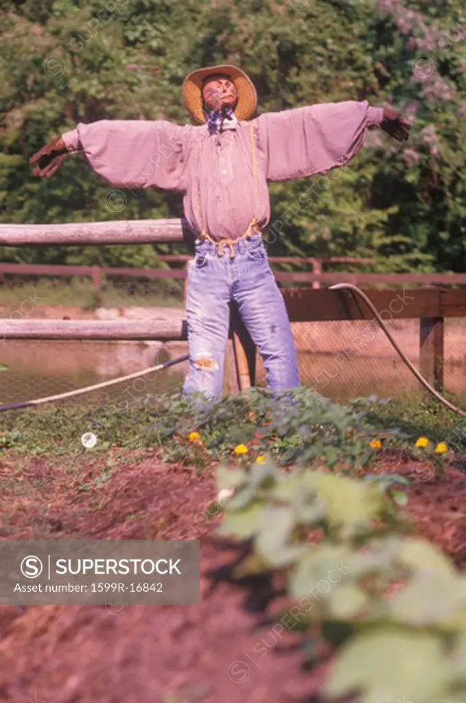 Scarecrow in tobacco field in SC