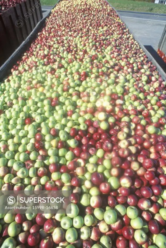 Thousands of apples being driven to process after the harvest in NY