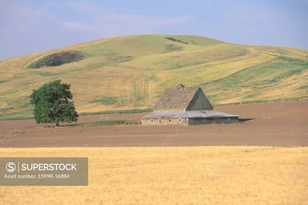 A barn and wheat field at the bottom of a hill in Southeast, WA
