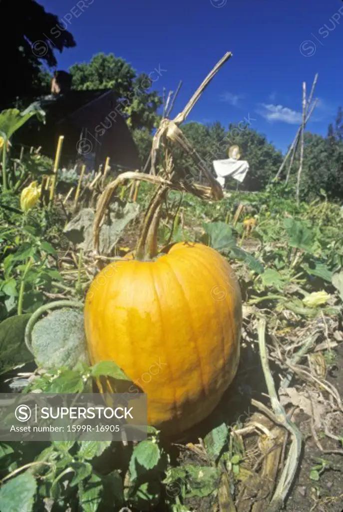 Ripe pumpkin in field, Wick House, Morristown, NJ