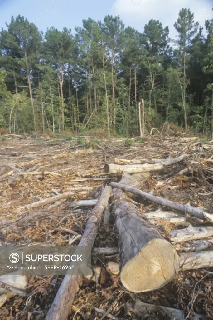 A cleared area of lumber in a Georgian logging region