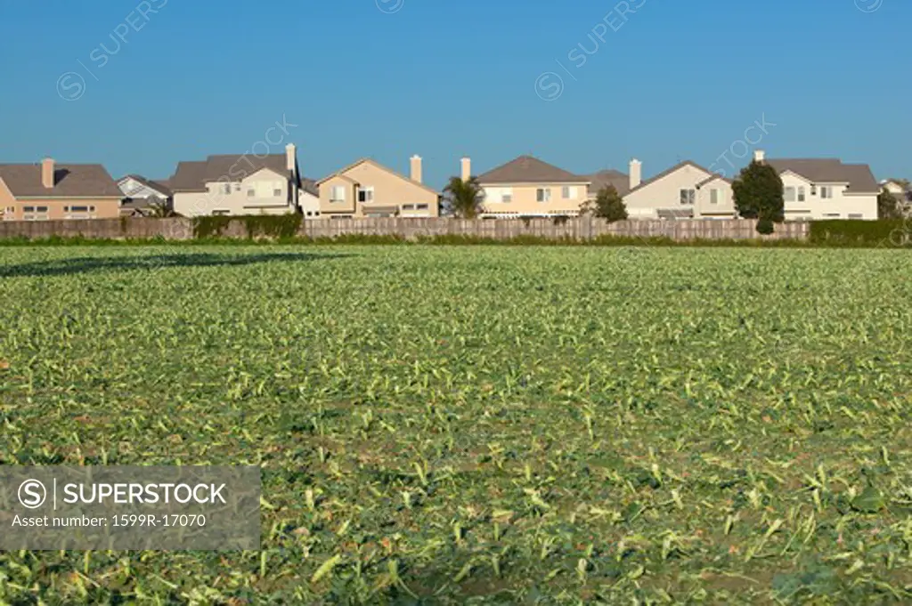 Farmer's fields with crops by encroaching housing development subdivision in Santa Paula, CA