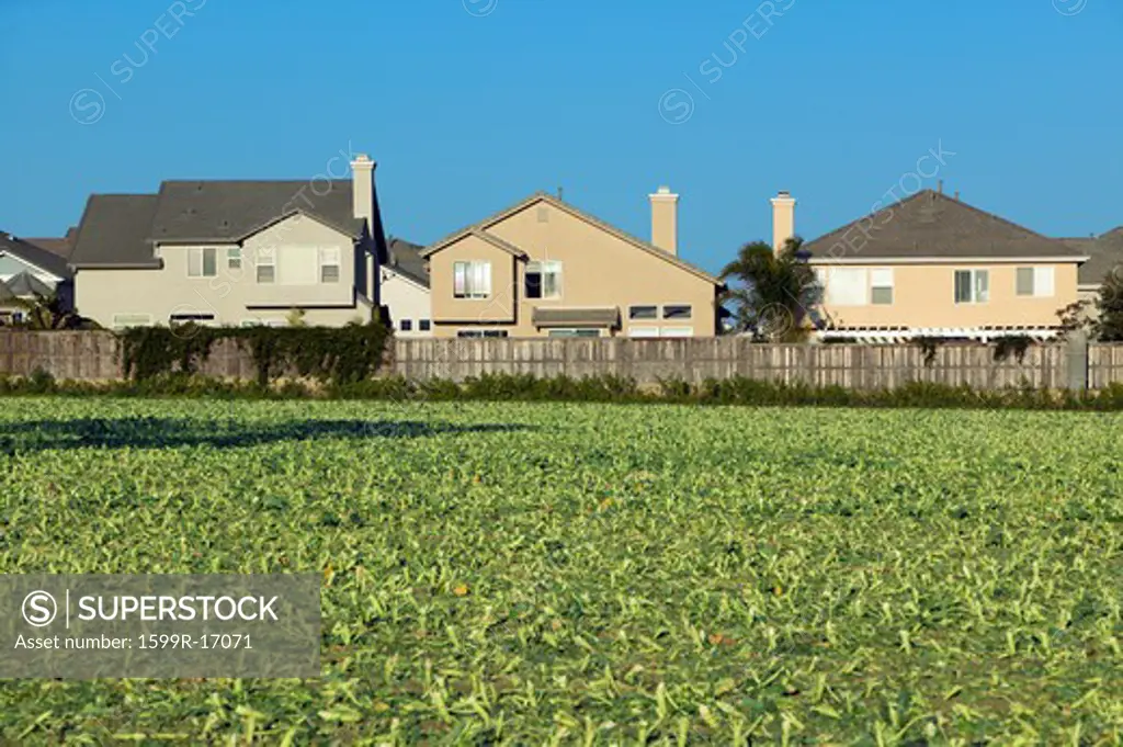 Farmer's fields with crops by encroaching housing development subdivision in Santa Paula, CA