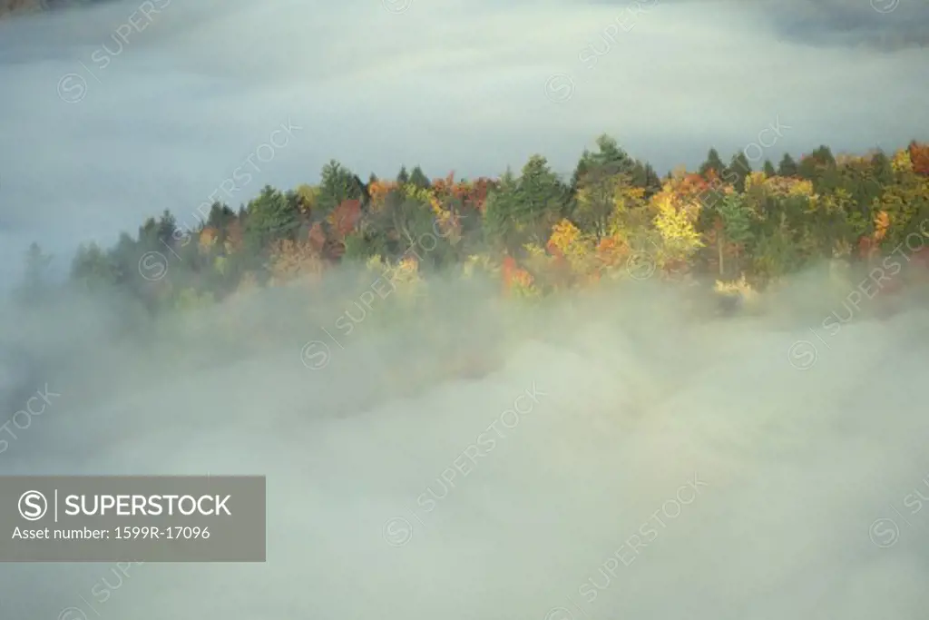 Autumn Trees in the Mist, Stowe, Vermont