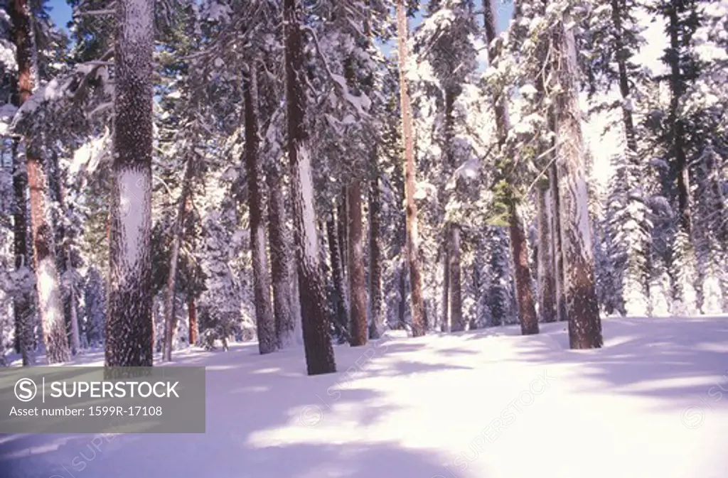 Pine Trees Covered in Snow, Northern California