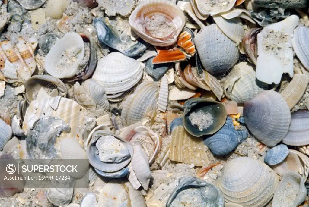 Pile of Sea Shells In The Sand, California