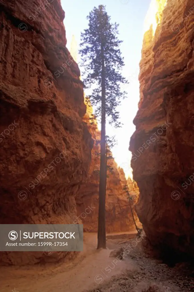 Tree Growing in Canyon, Bryce Canyon National Park, Utah