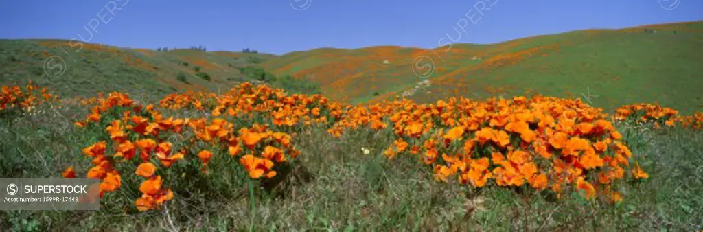 Poppies and Wildflowers, Antelope Valley, California