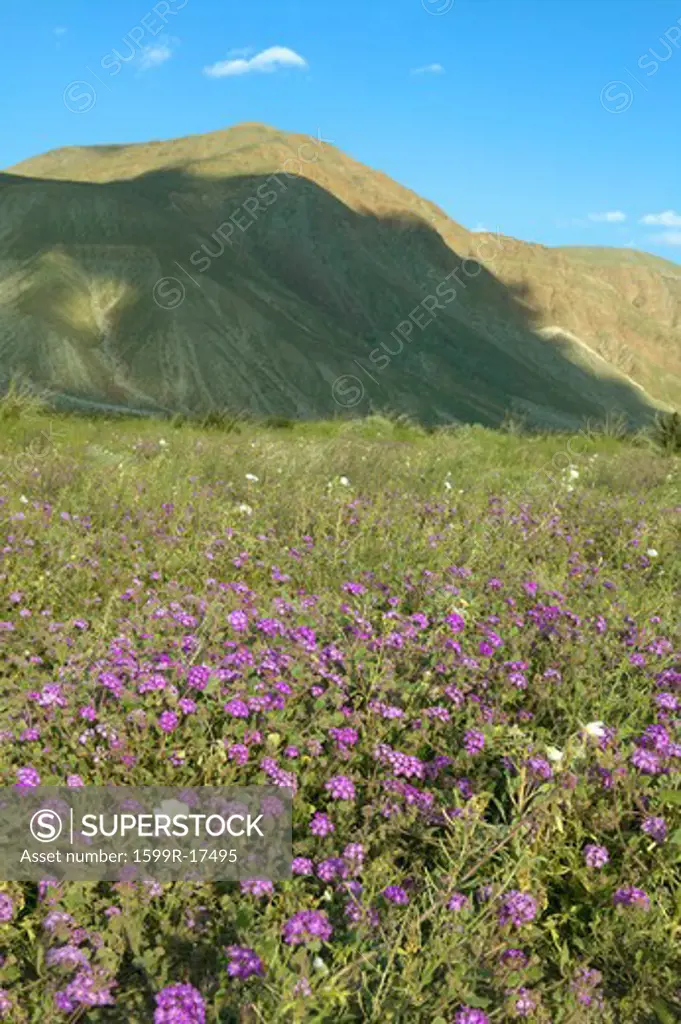 Purple flowers bloom in spring near Henderson Road in Anza-Borrego Desert State Park, near Anza Borrego Springs, CA